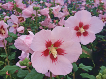 Rosen-Eibisch Hamabo - Hibiscus syriacus Hamabo